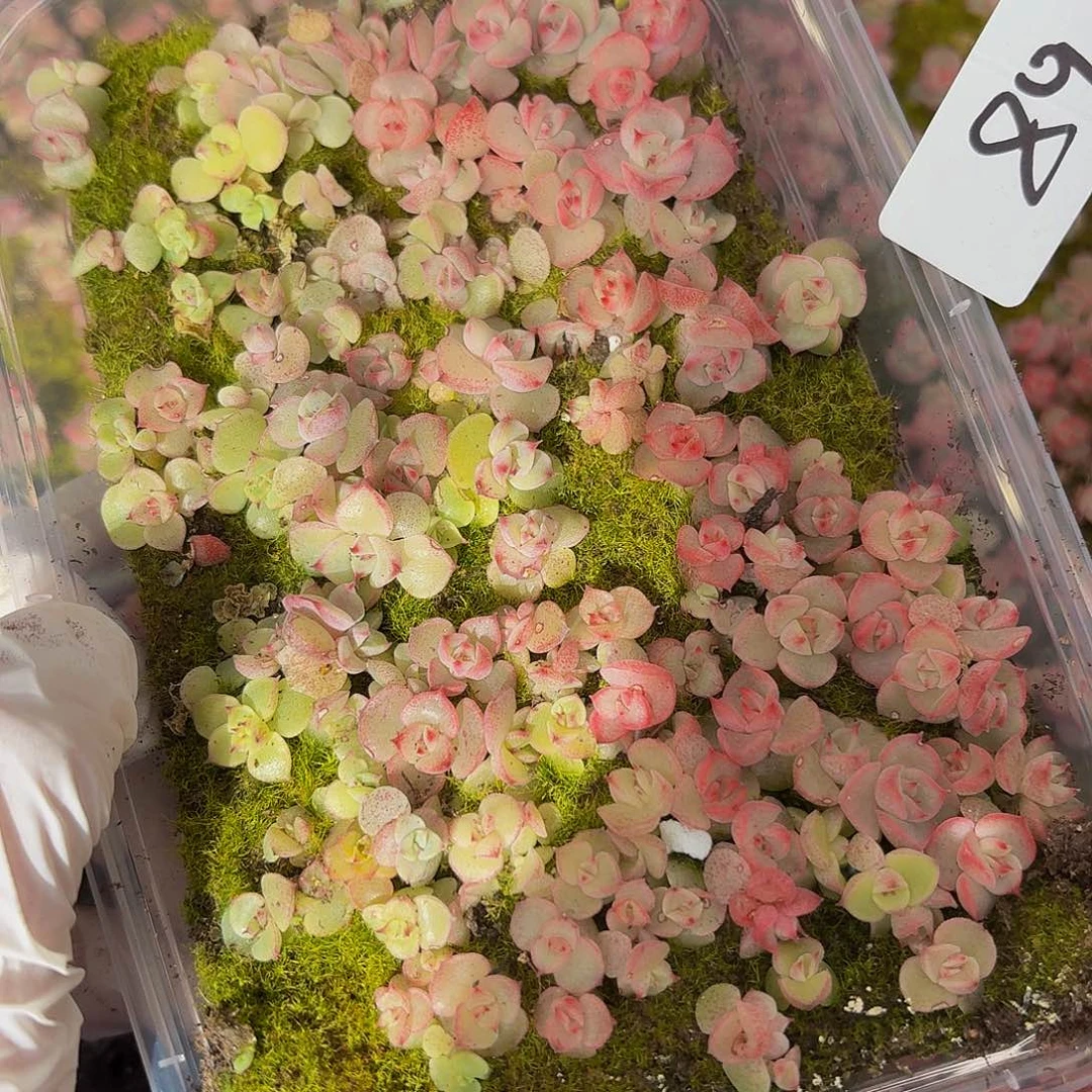 多肉植物多肉植物89