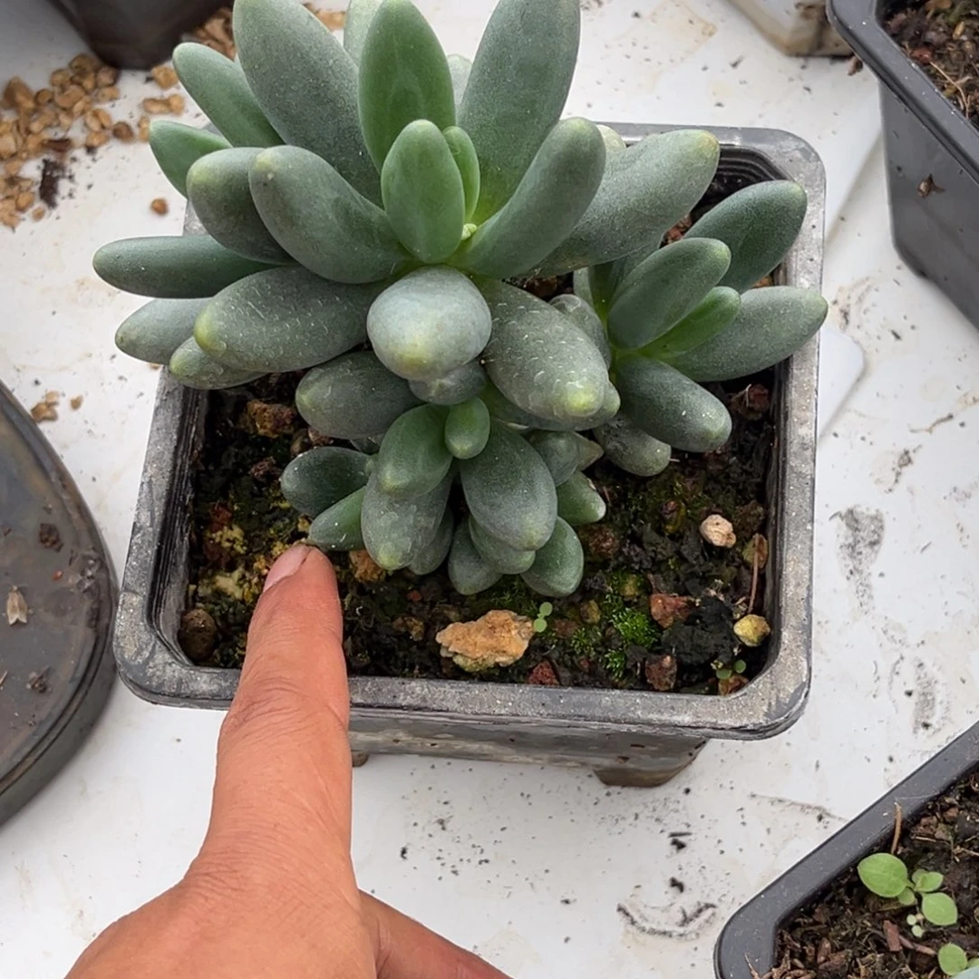 子****x系多肉植物优选的