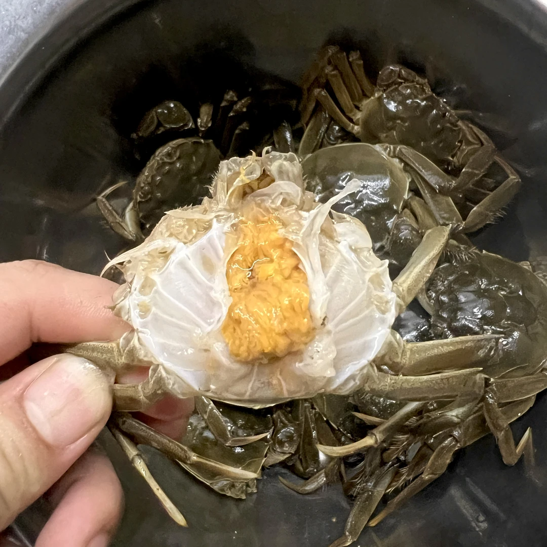 30只 肥肥蟹 公蟹约1.6两左右/只 鲜活大公蟹薇缺腿