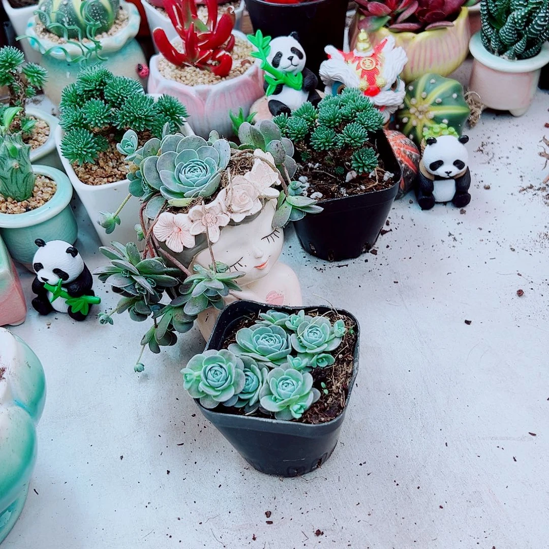子持莲花多肉植物