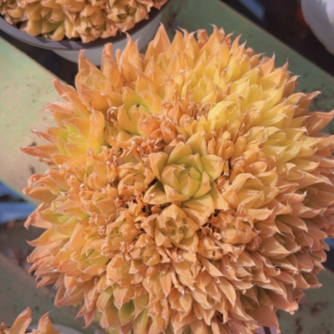 【闪购商品】黄金玉露19147