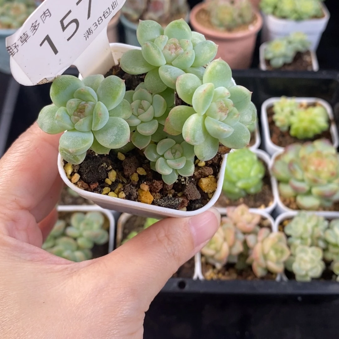 冰钻一颗五头群157号