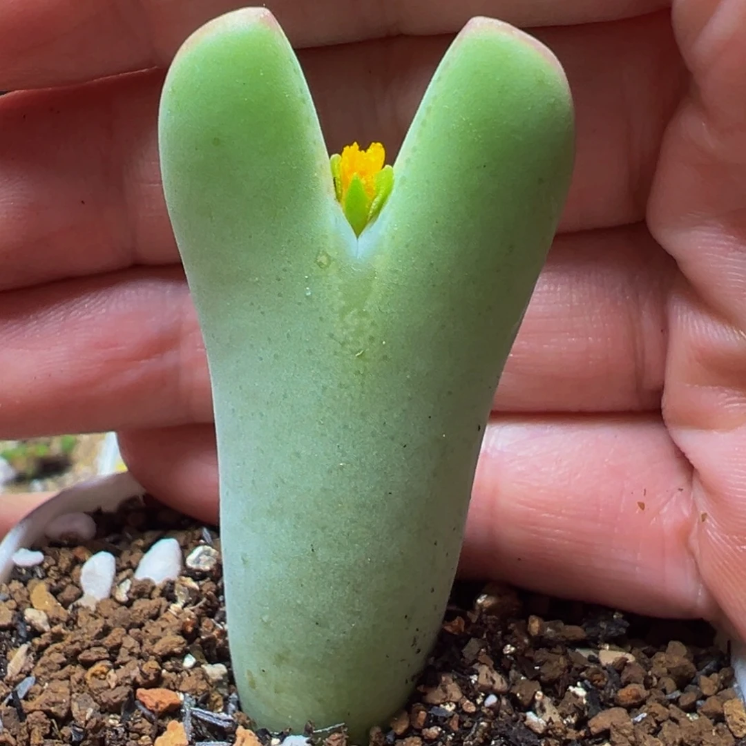 皮卡丘母本带盆多肉