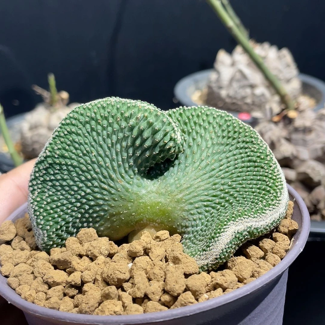 实生菊水带盆包邮走