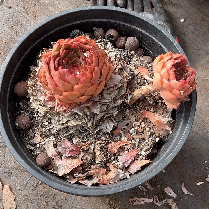 用***杨杂交多肉植物双头