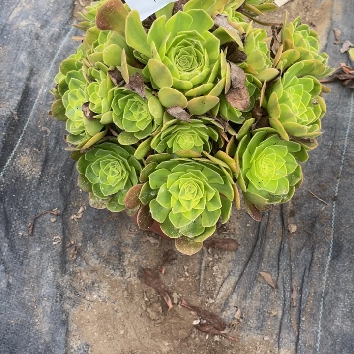 爱***姐147雨荷多肉植物老庄