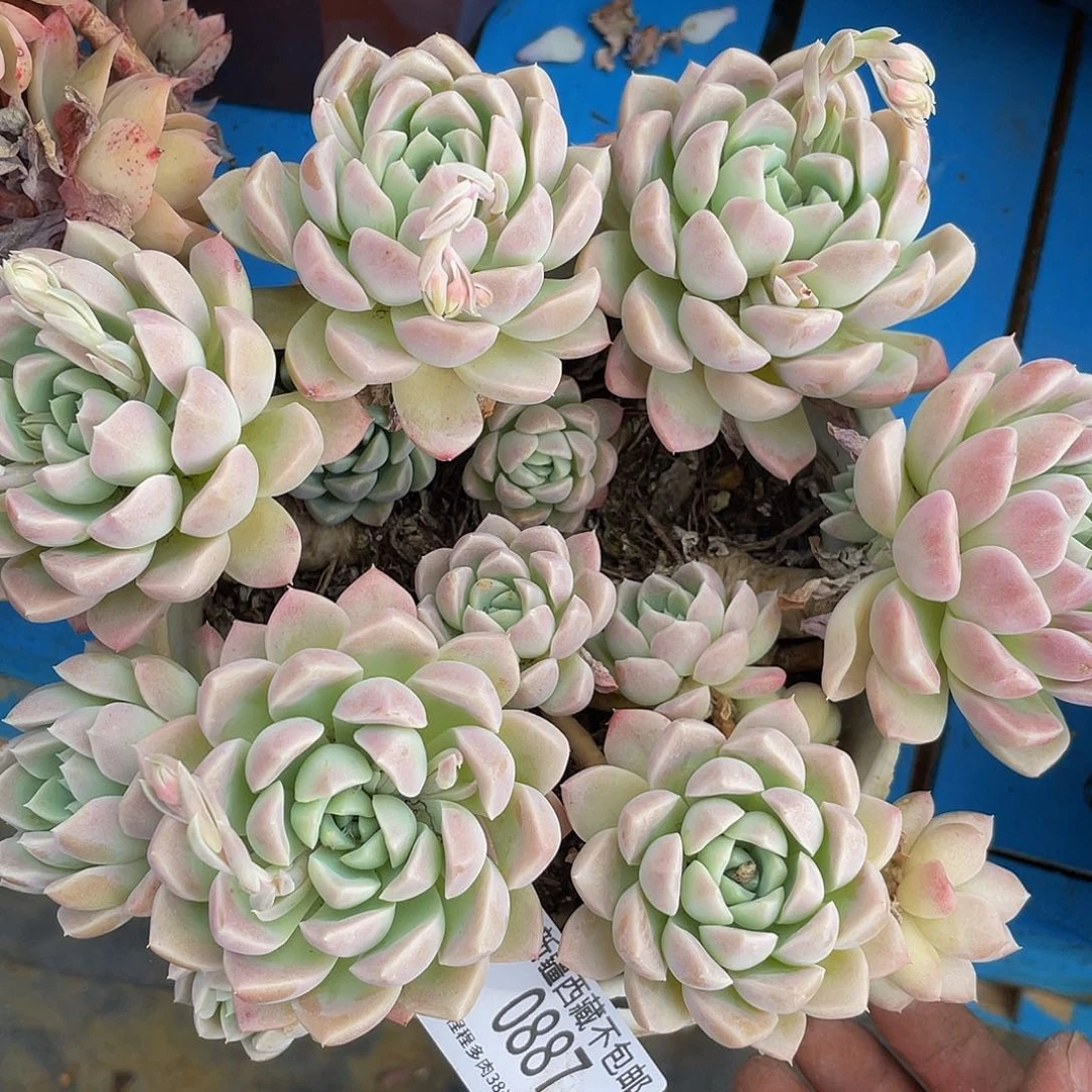 叶*奶油美人0887多肉