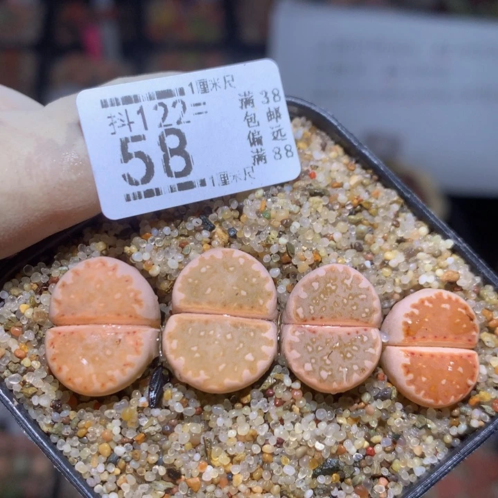 精品生石花122.58