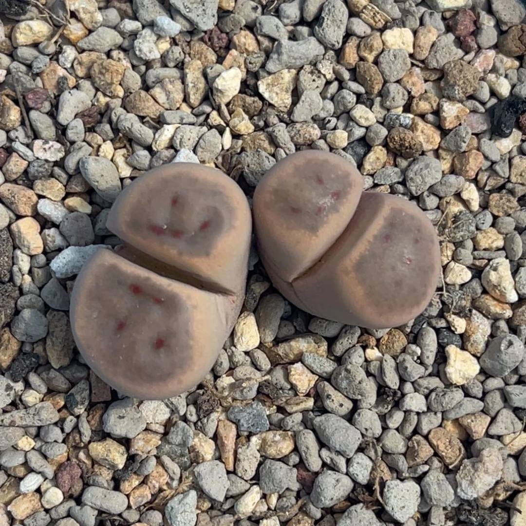 7131双头惜春一颗