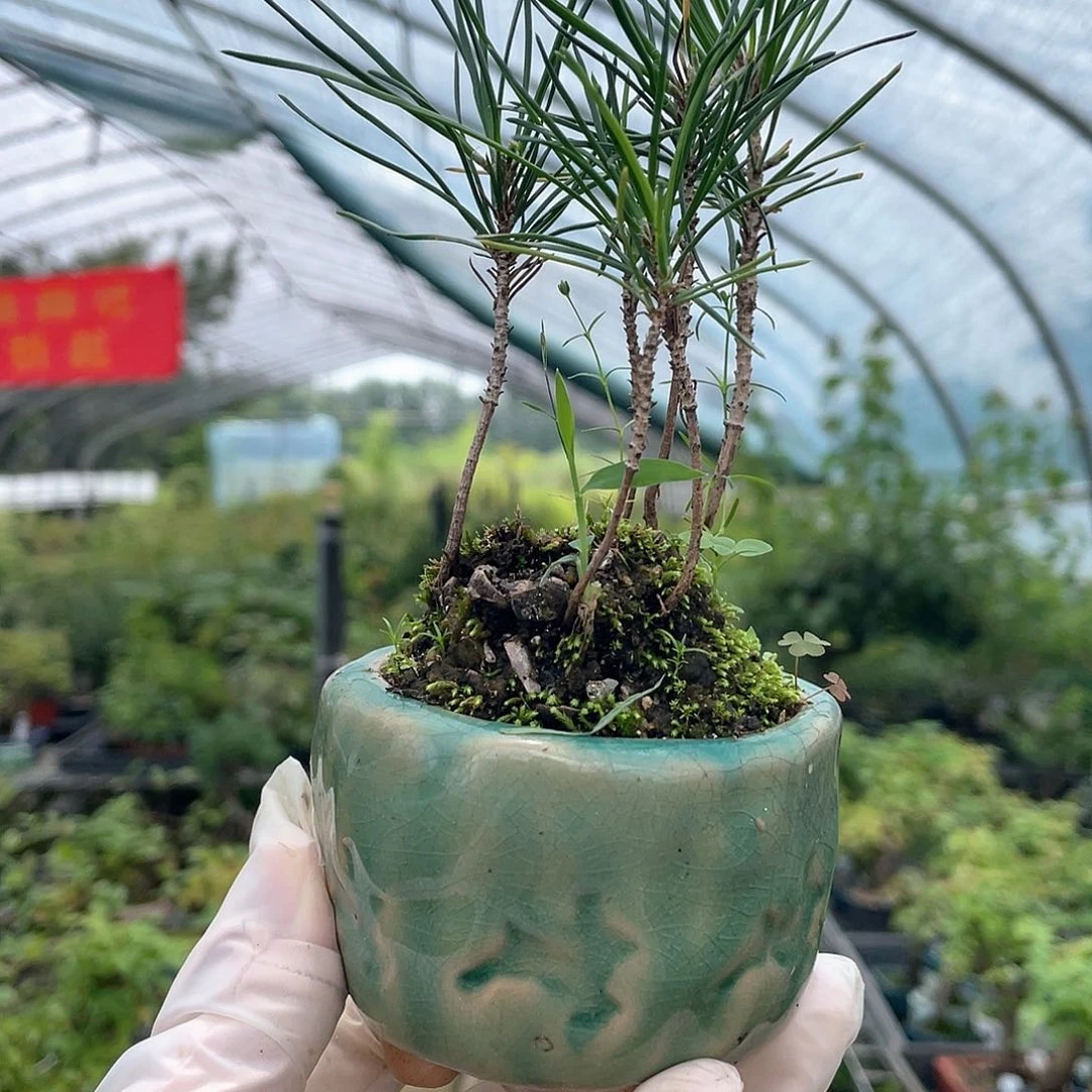 航****✨松果松果松果