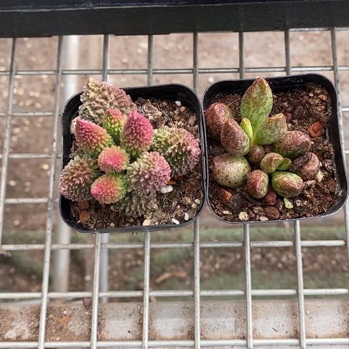 留****甲伯克利和格蕾纳等著名音乐家