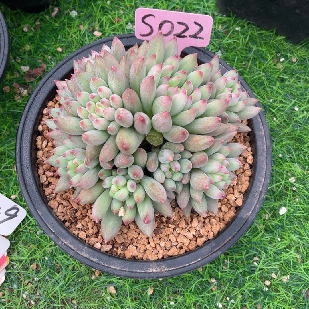 022黄体言字256666666