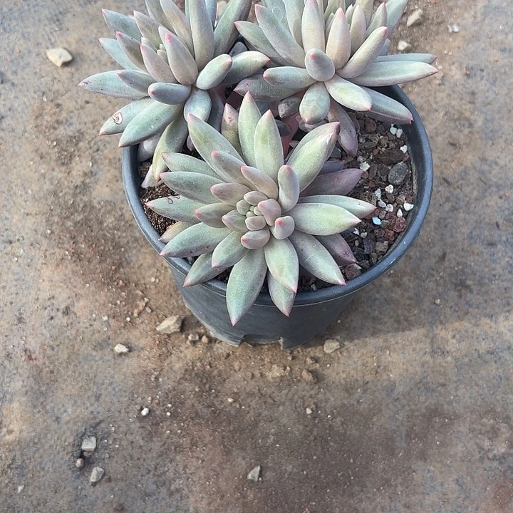 红***亮多肉植物一物一拍红月亮