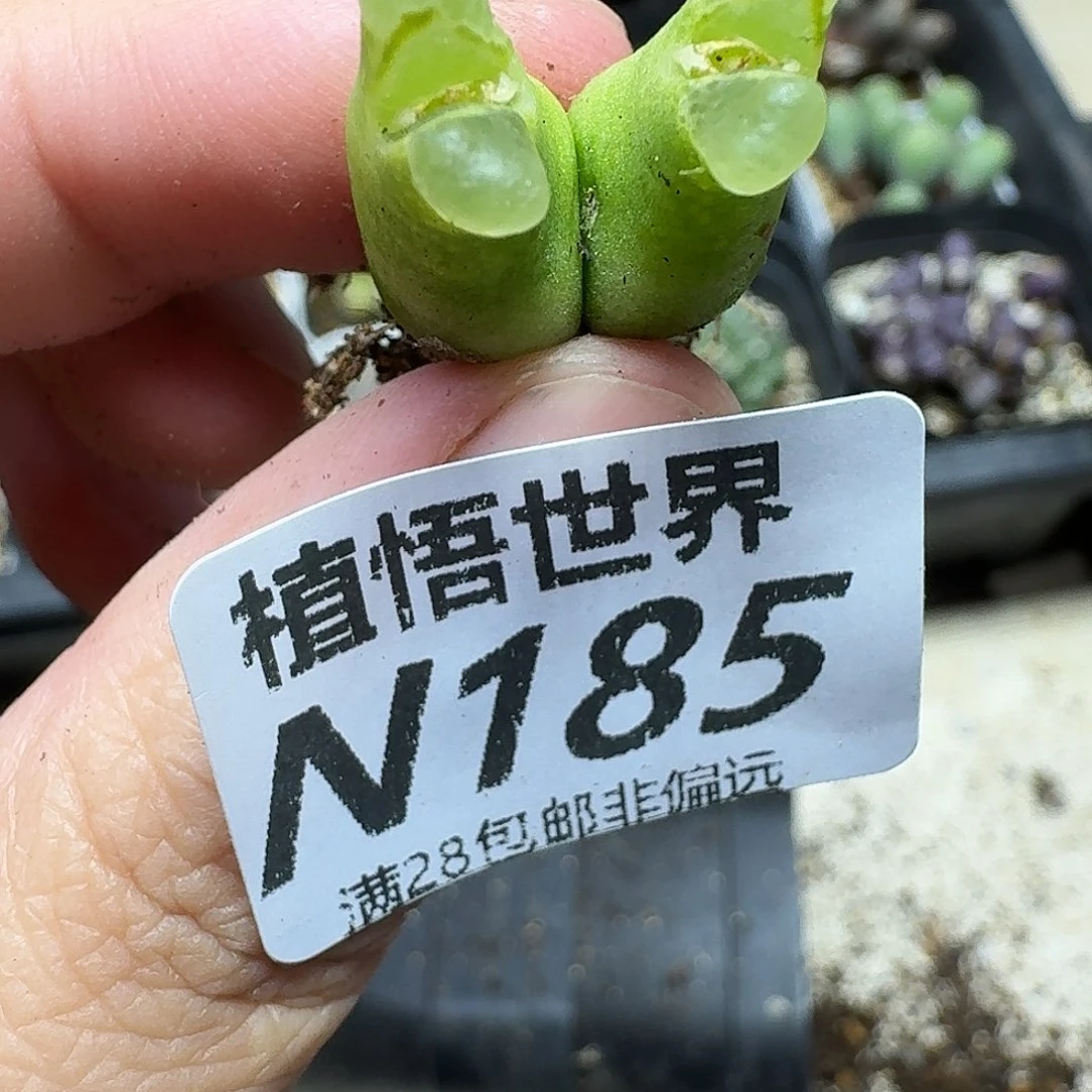 多肉A的人生的人生gb