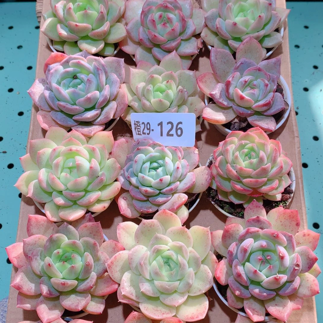 29-126一物一拍多肉带盆18颗