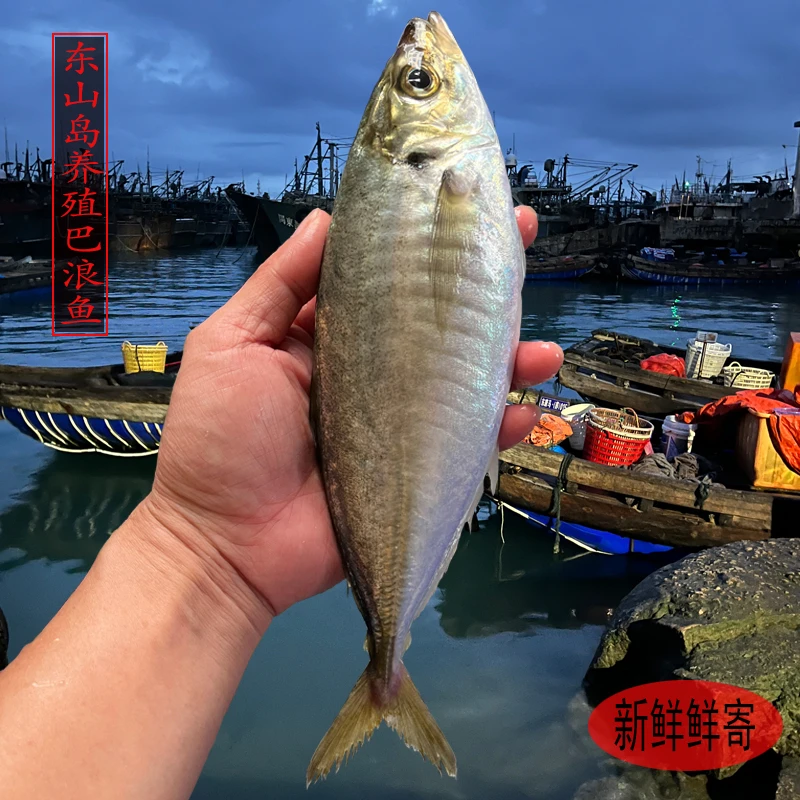 东山岛养殖巴浪鱼海鲜特产生态土豪巴浪鱼新鲜竹荚鱼餐饮酒店盐焗