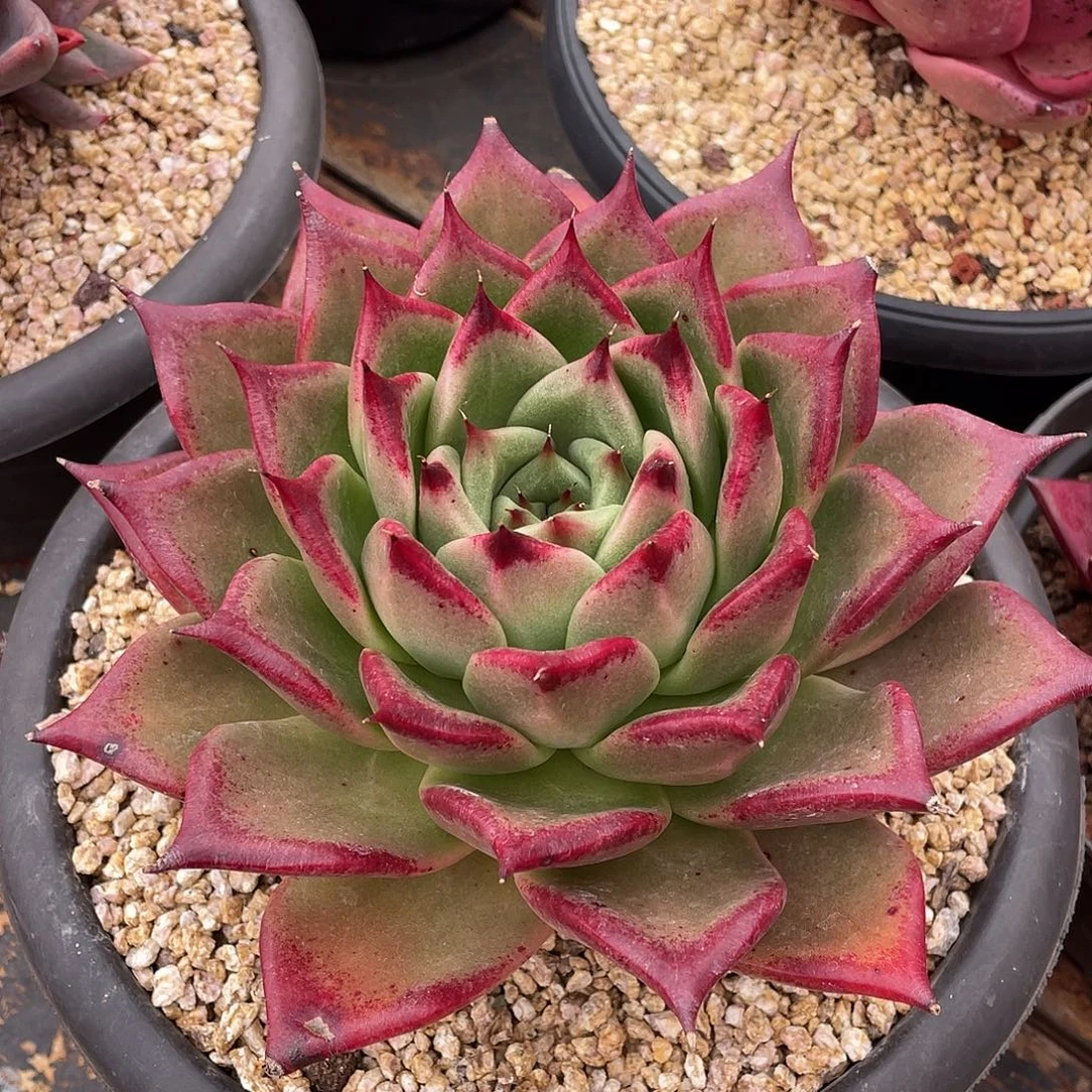 多肉植物一物一拍