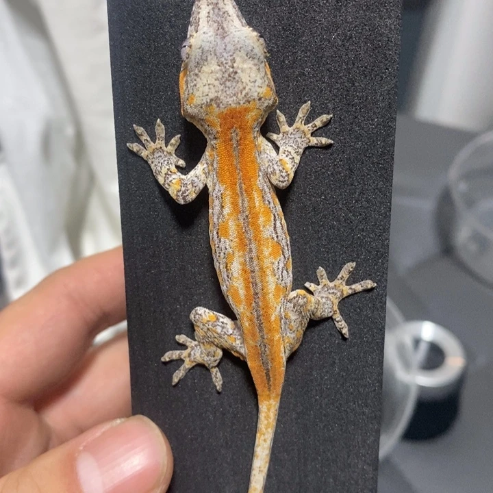 睫角守宫四伪二直盖勾亚