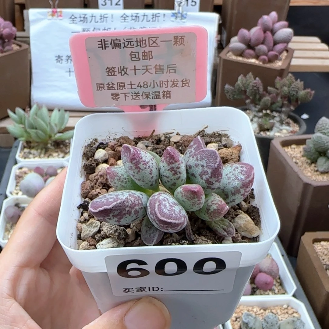 600艾薇多肉植物