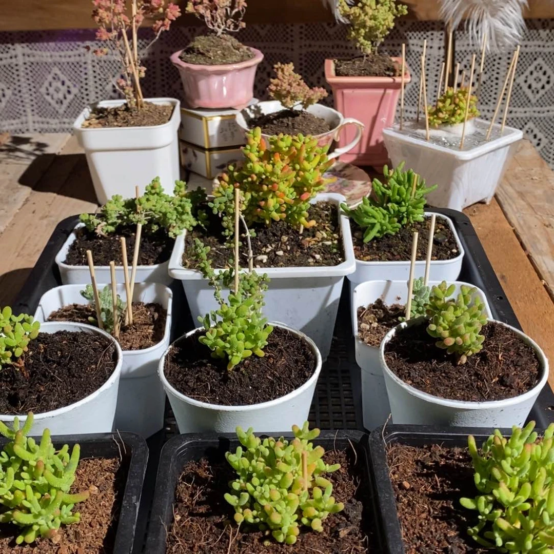 枝干番杏多肉植物377