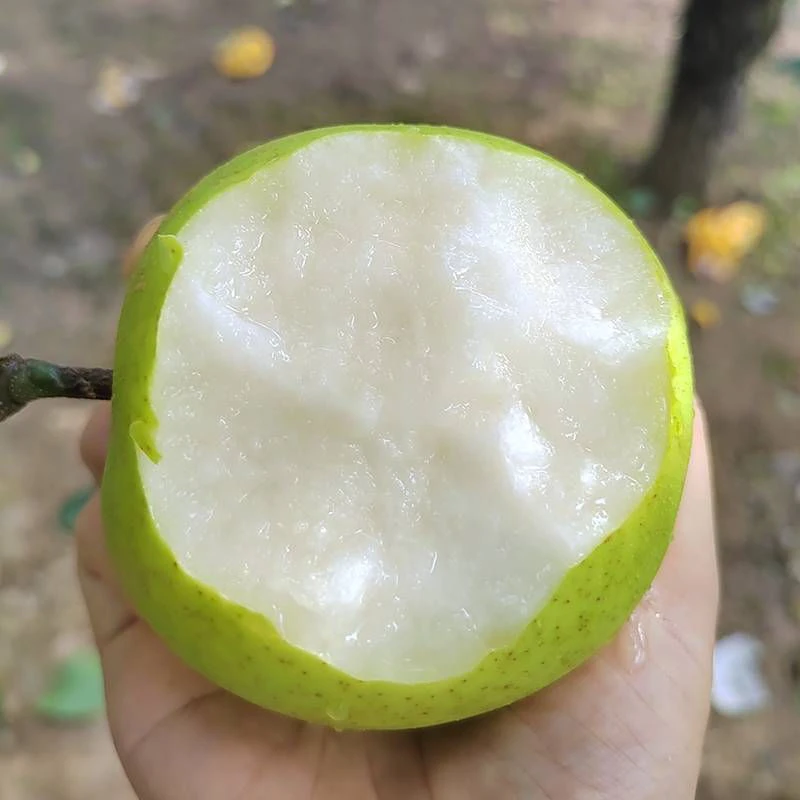 新鲜采摘长山采摘园青梨绿色食品自然成熟超甜爽口