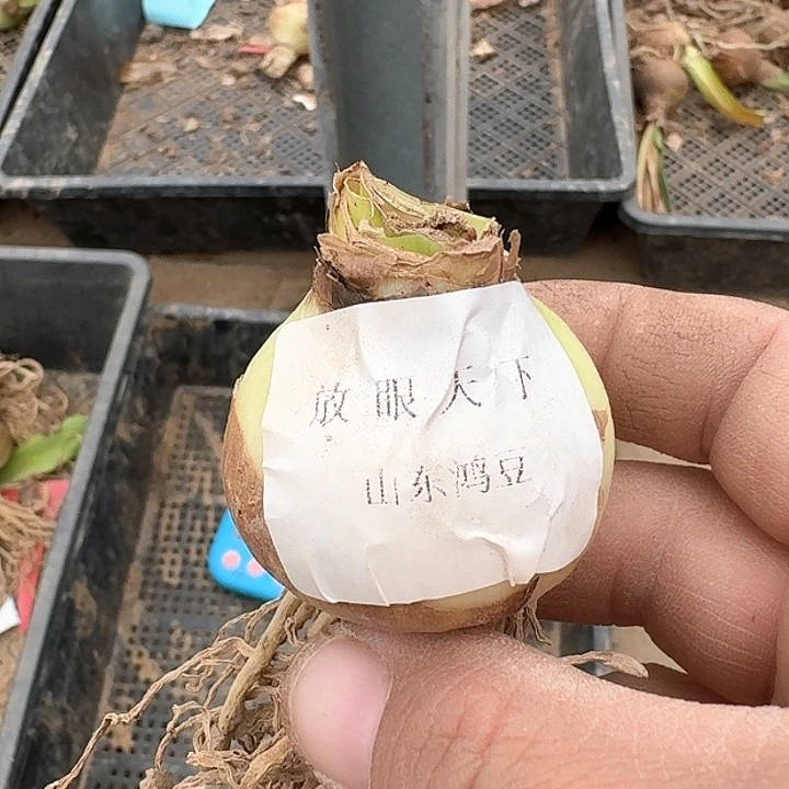 当前无花朵，栽培后可花朵四**书放眼天下