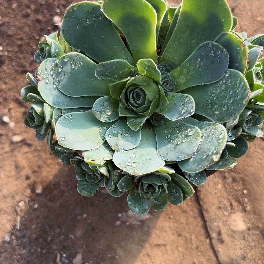 多肉植物多肉植物