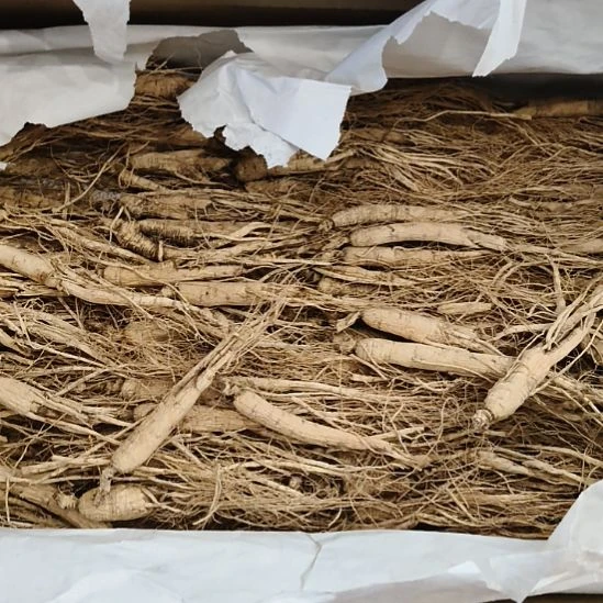 鹿角鹿角鹿角鹿角鹿角