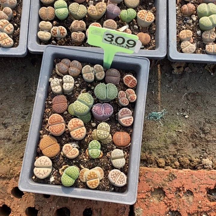 小*婷生石花小苗309