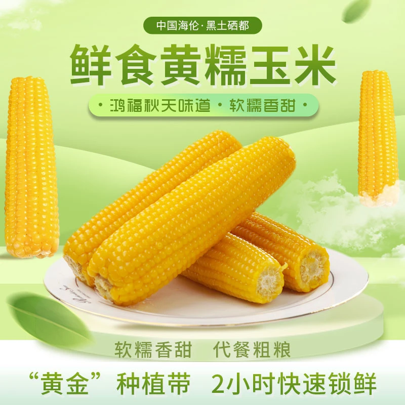 【25年新玉米】东北黑土地黄糯玉米每箱8支每支大约200g~240g