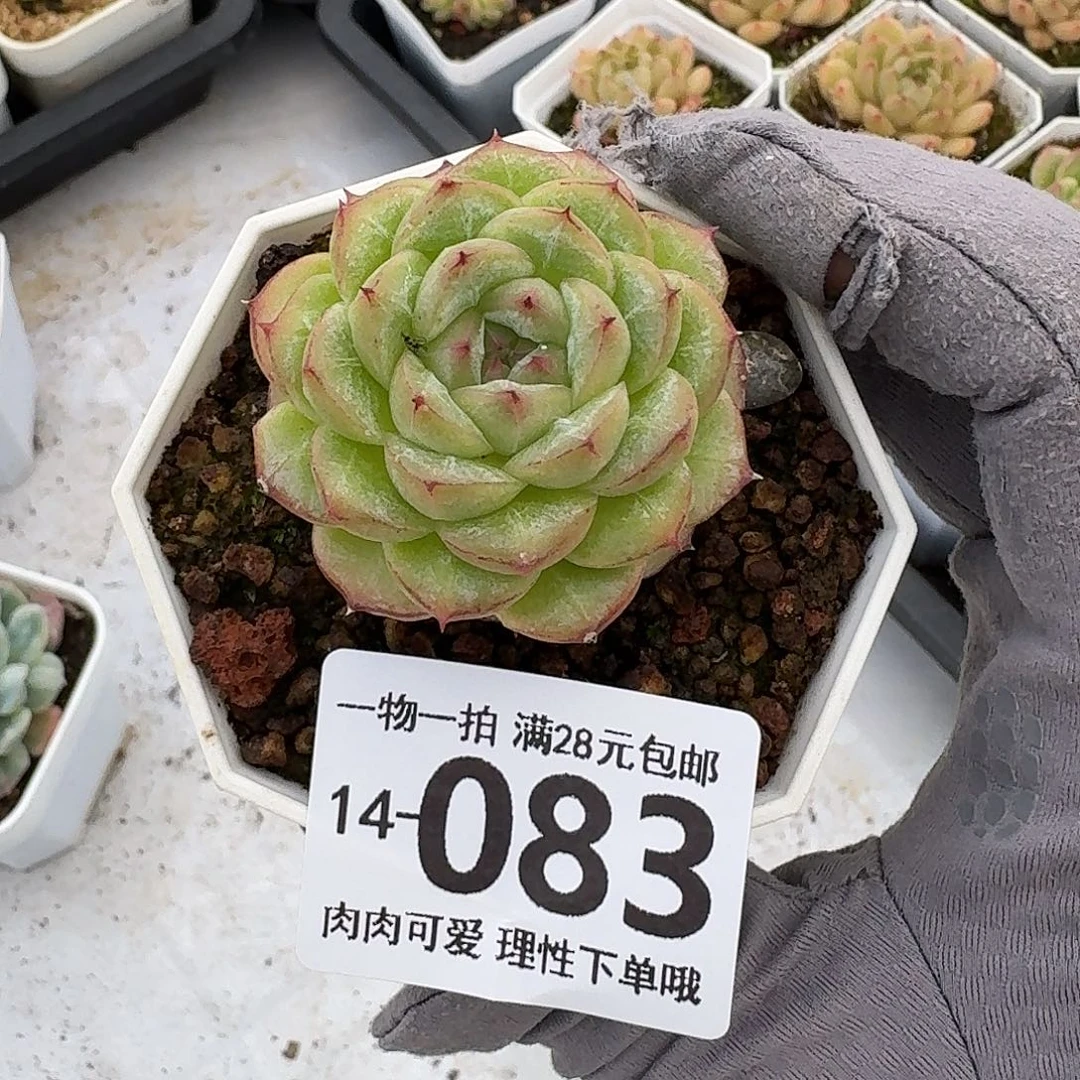 话梅无盆土发货无