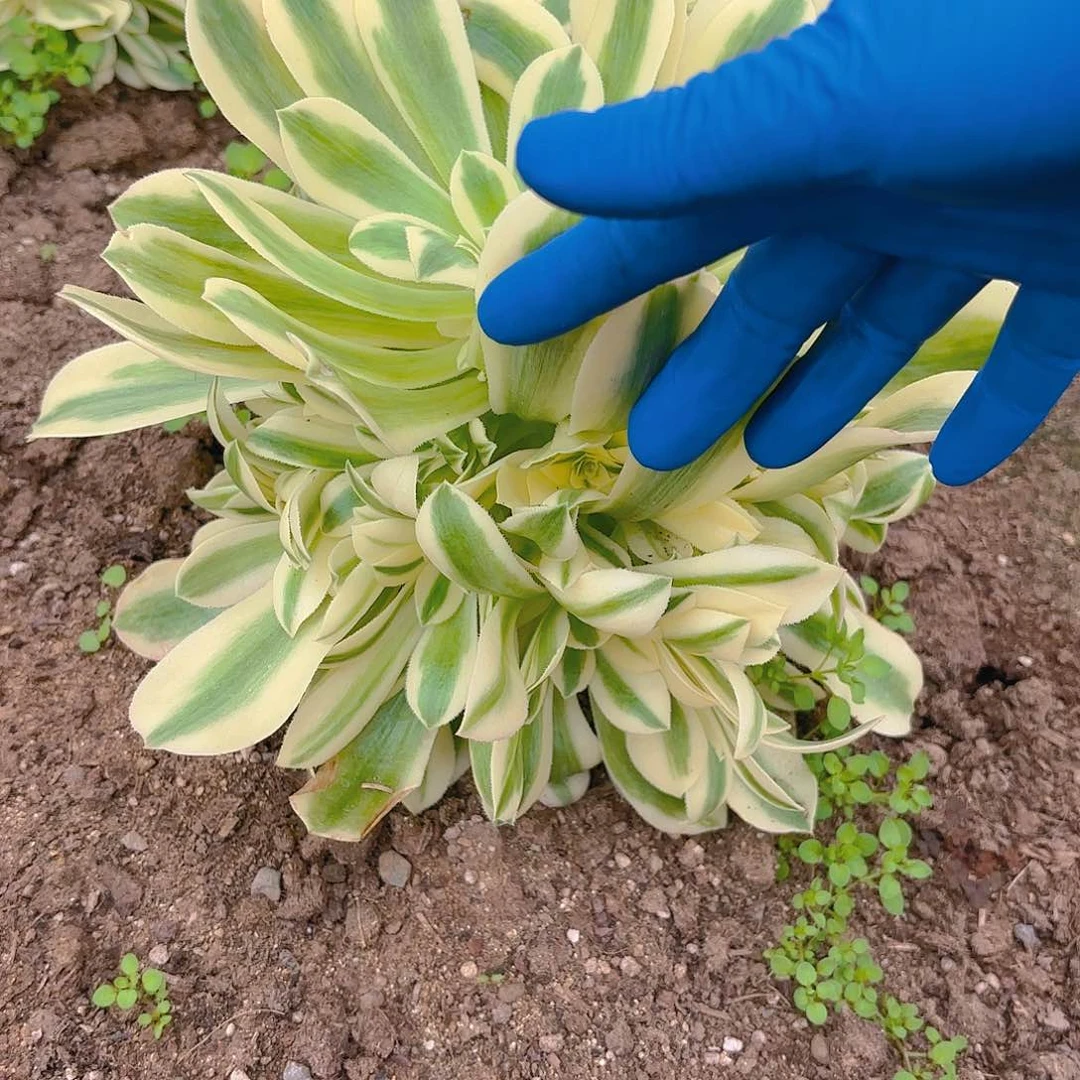 迈巴赫多肉植物手捧