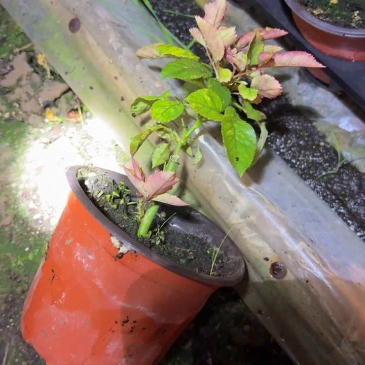 无花朵豪华轿车小苗