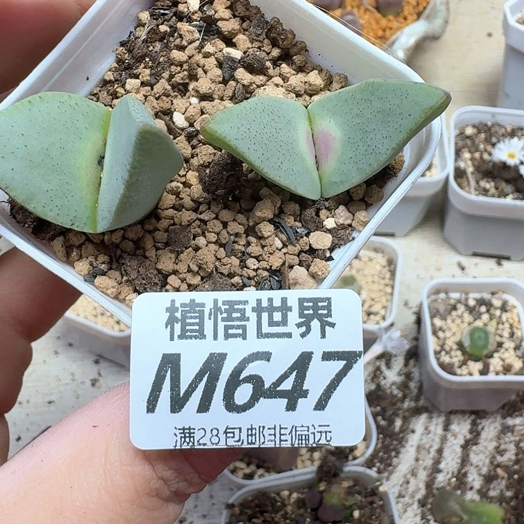 多肉植物多肉植物d