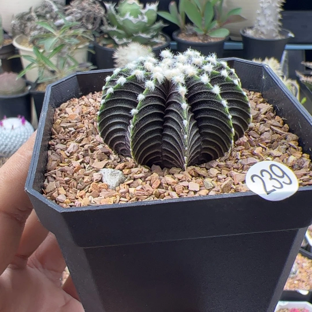 肋骨米哈4一物一拍239