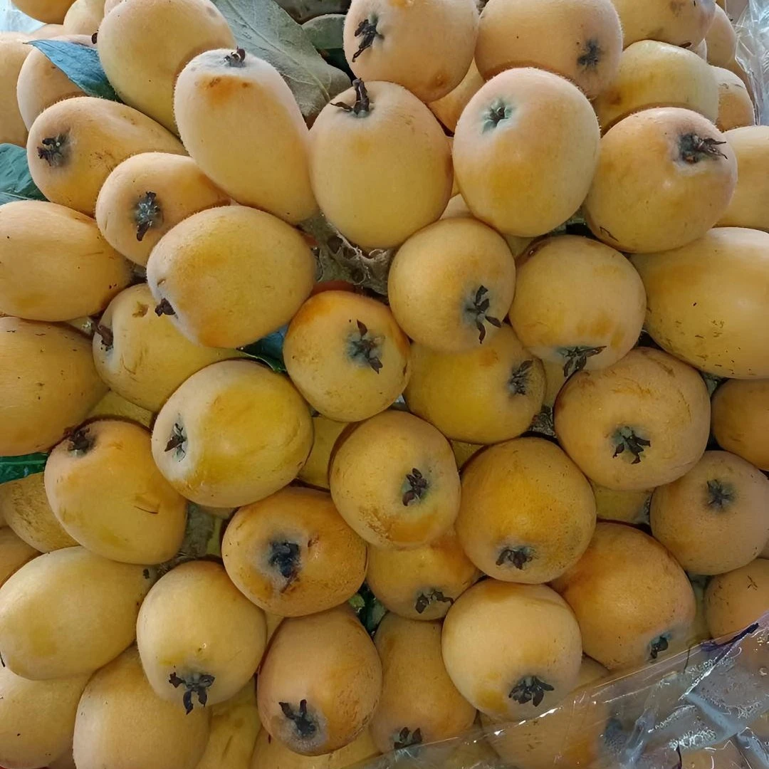 大五星枇杷嫁接苗  耐寒耐冻  南北方可种植