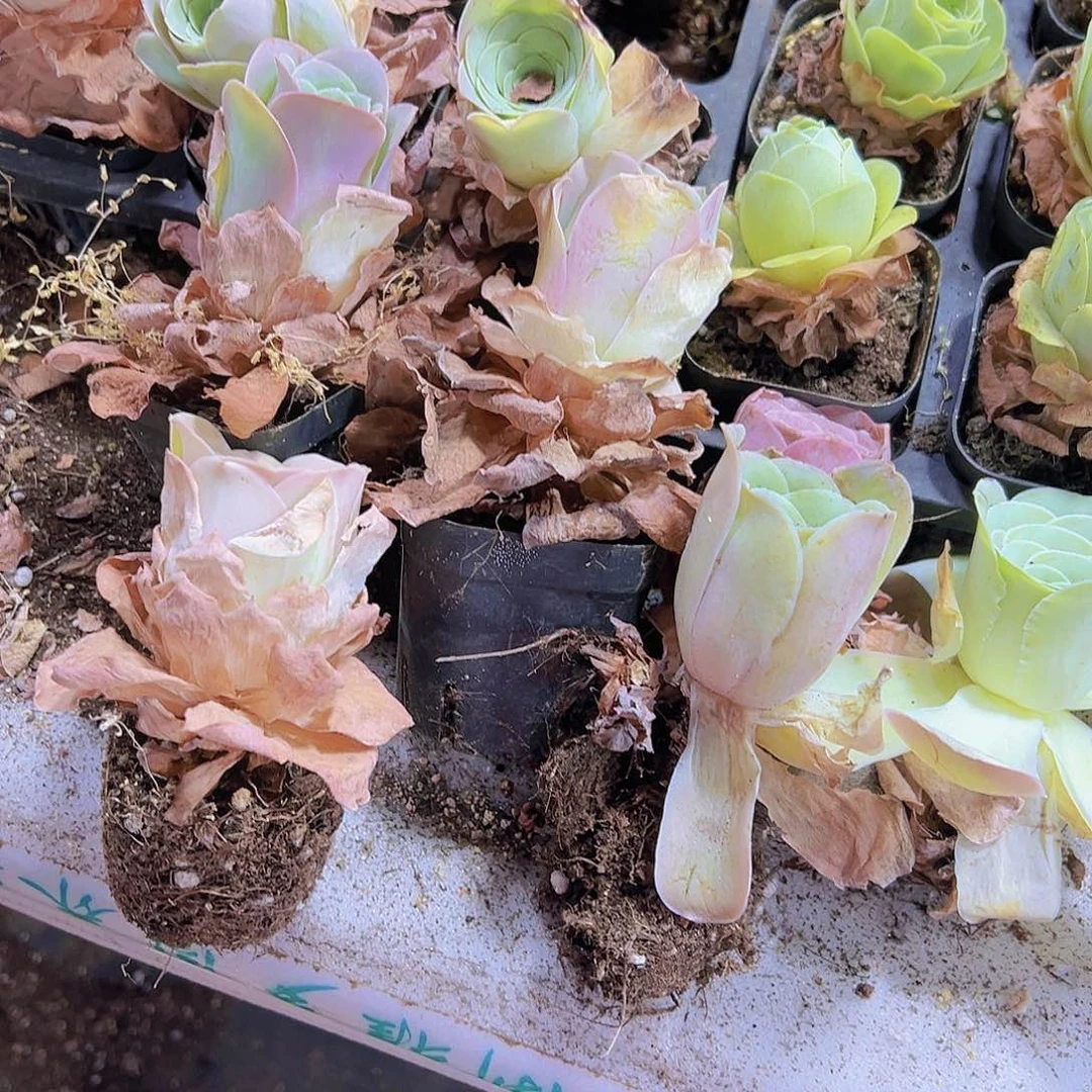 老桩粉酒杯5个19包邮