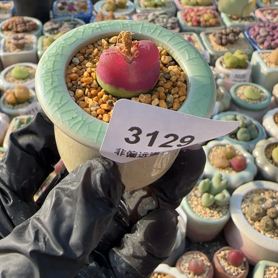 3129-一物一拍 带盆