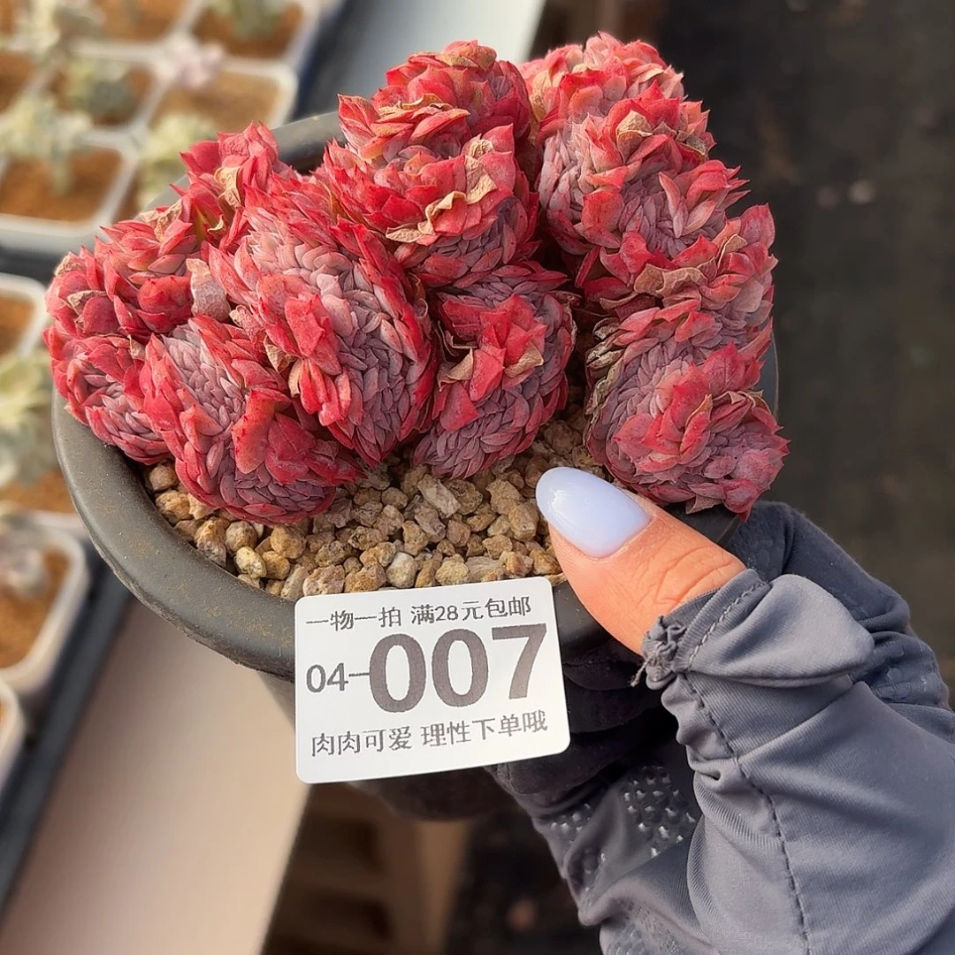 贝瑞缀化无盆土发货无盆