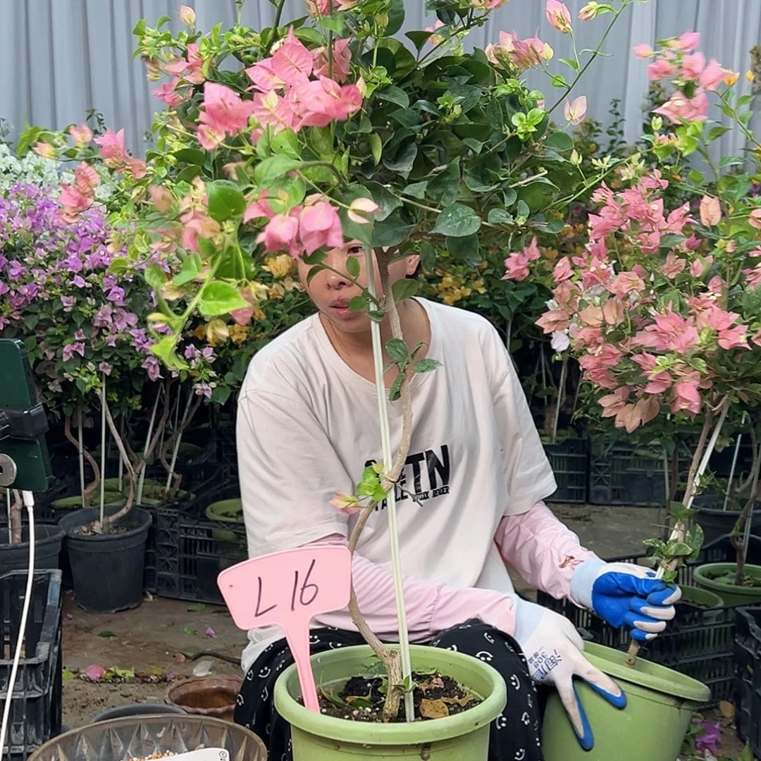 大部分花苞少量开放L16米罗
