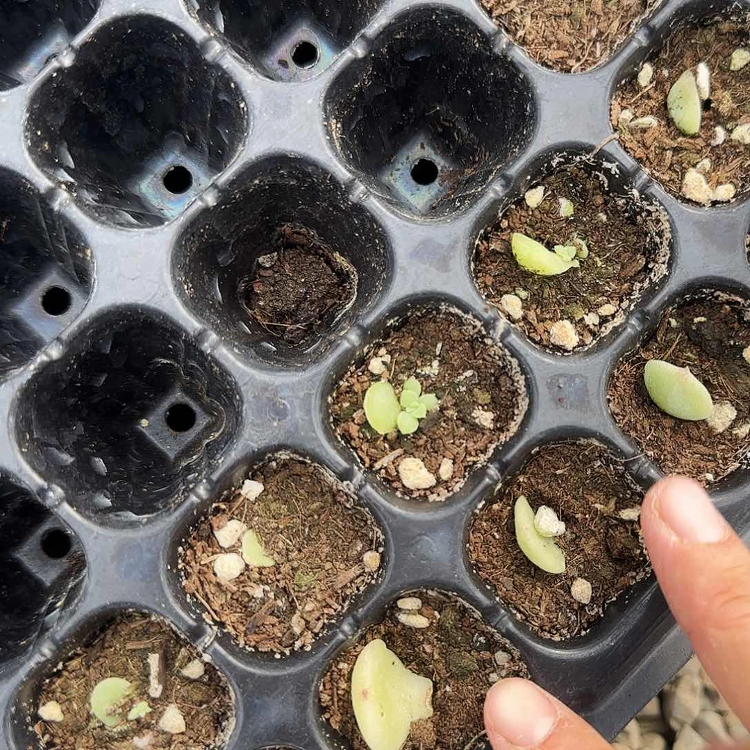 P t S 财富芝麻一个满25包邮