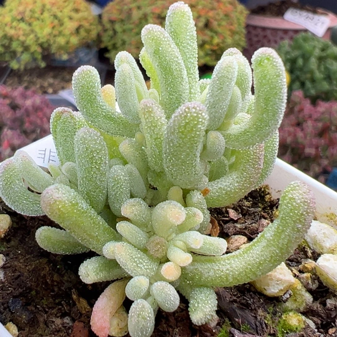 dy5617小可爱橙叶锦冠幅3.8cm