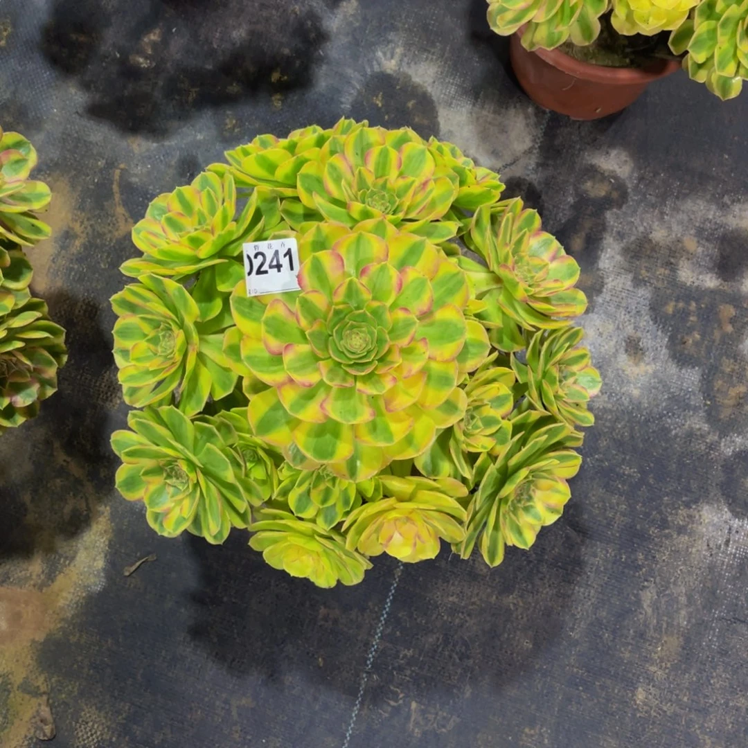 24100雨荷可以拍拍