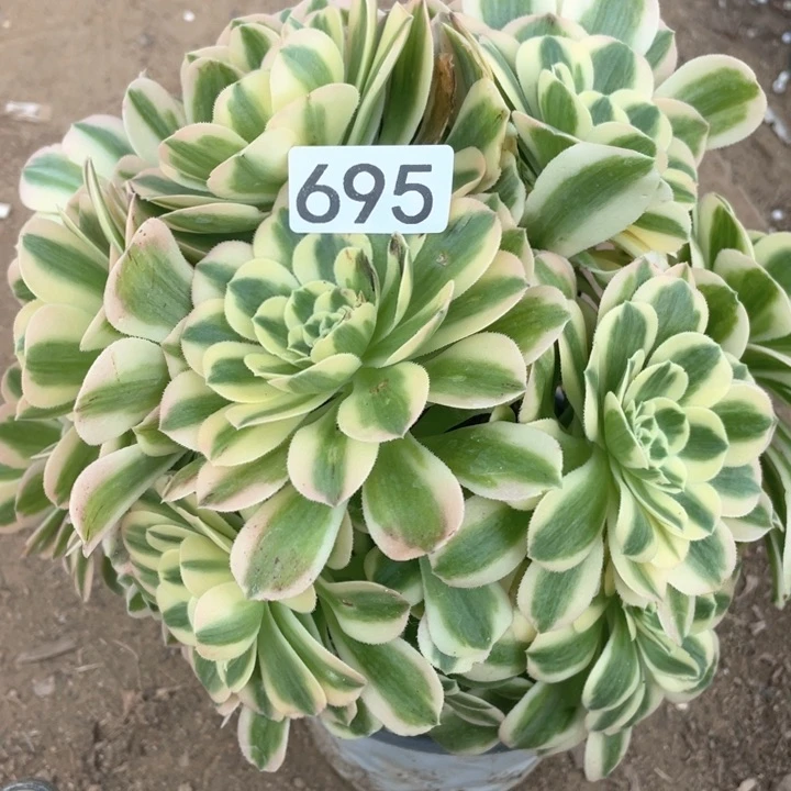 695多肉植物迈巴赫