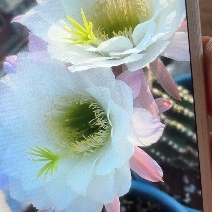 无暇根高11公分毛花柱