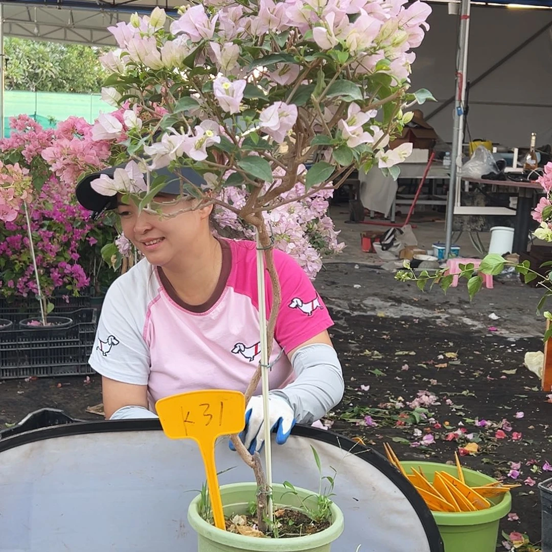 K***轩大部分花苞少量开放K31苹果花