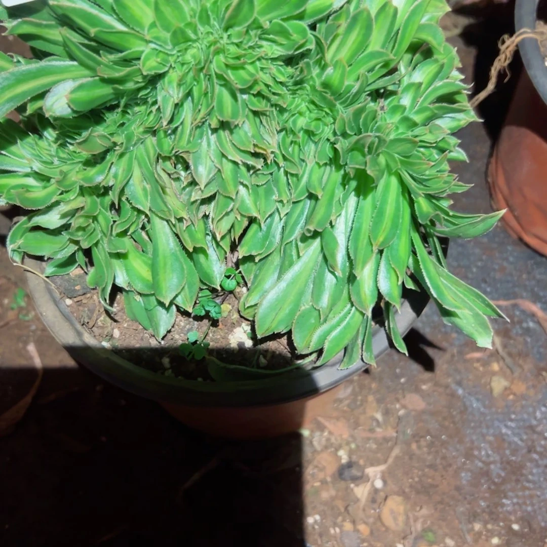 428 号多肉植物法师