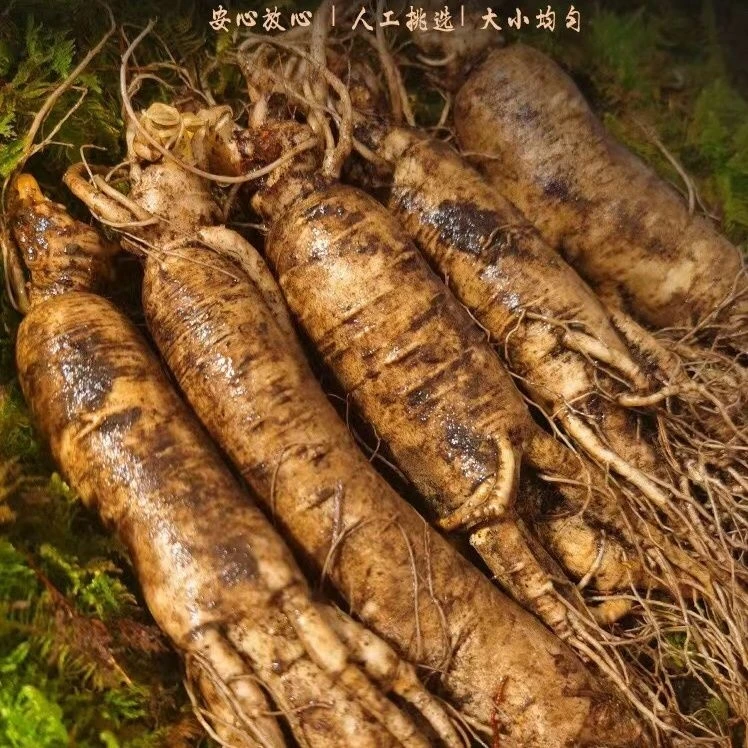 长白山新鲜现挖现售可煲汤泡酒的东北特产