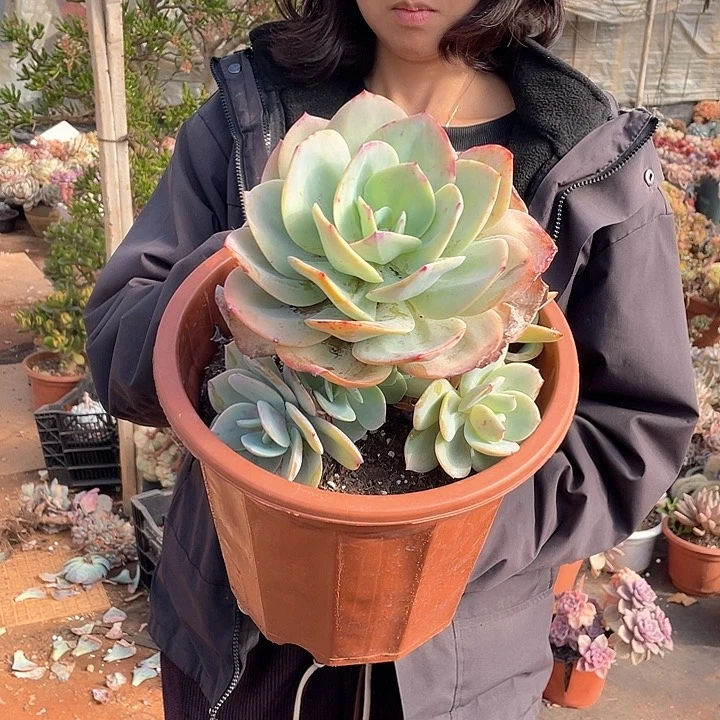 四头起无砍白凤22.8米 量拍多肉