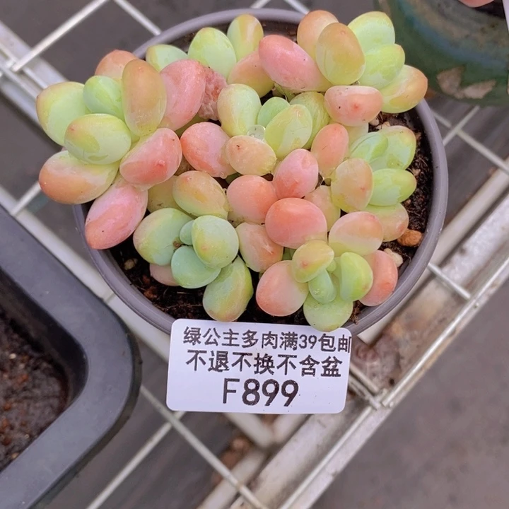 橘子香水8cm899多肉植物